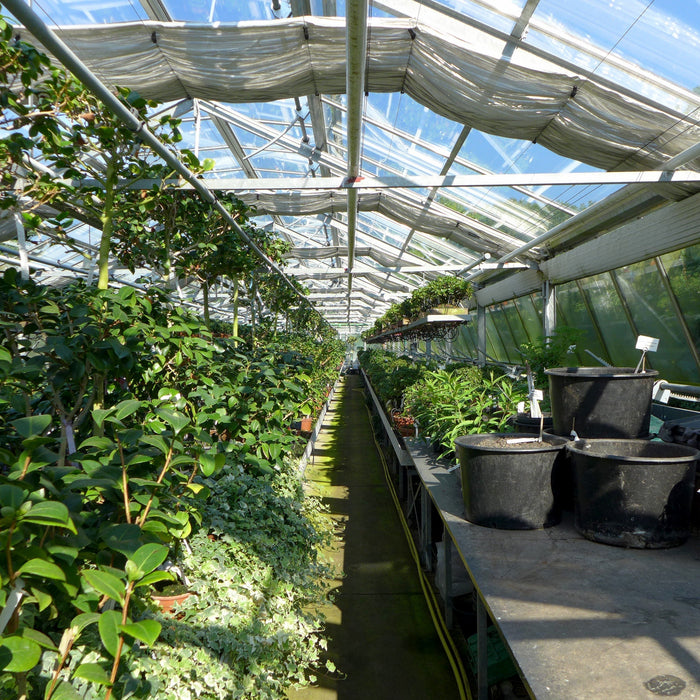 7 Questions to Ask Before You Buy Your First Commercial Greenhouse - Precision Grow Systems