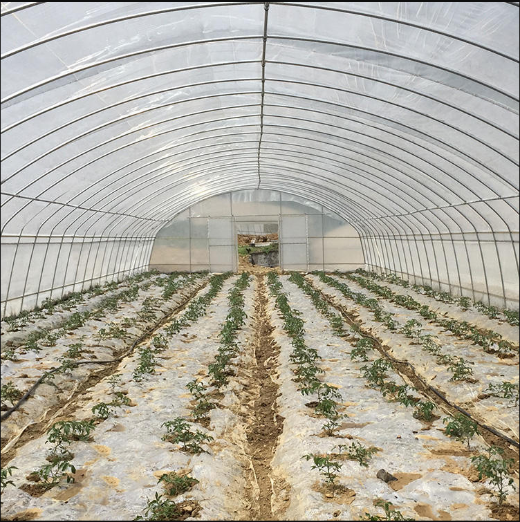 Single Span Hoophouse Tunnel